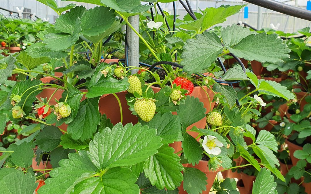 The Pole Position Of Hydroponic Strawberries