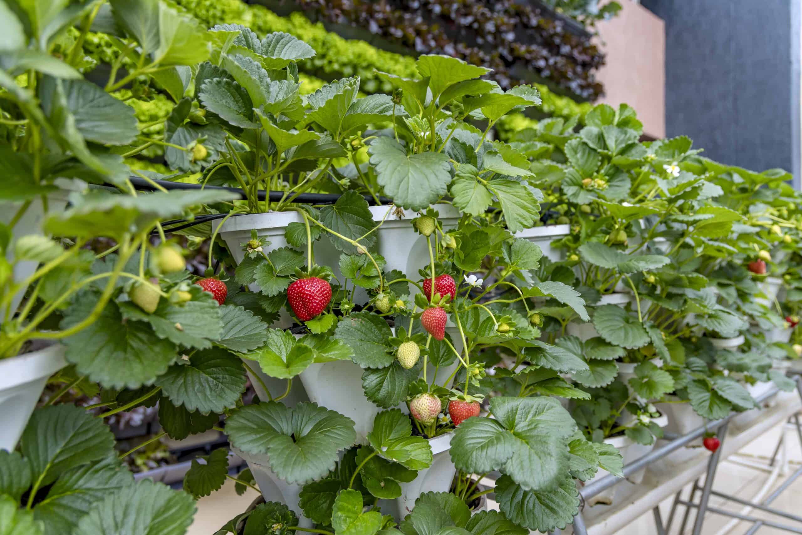Eza Neza greenhouse